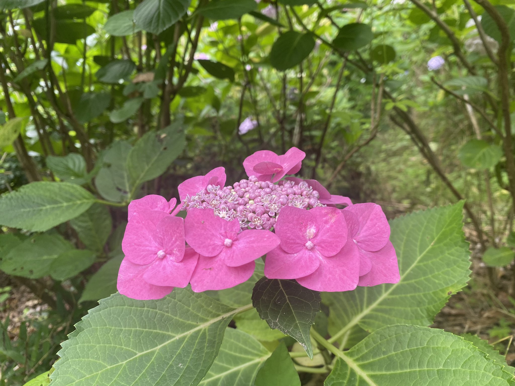 久安寺 久安寺です アジサイ7分咲き 額紫陽花も綺麗になってきております 本日の具足池 少しずつ浮かべ 入れ替えております ご参拝感謝です 明日も密を避け ゆずりあう気持ちでまいりましょう 額紫陽花 花言葉 謙虚 あじさいうかべ