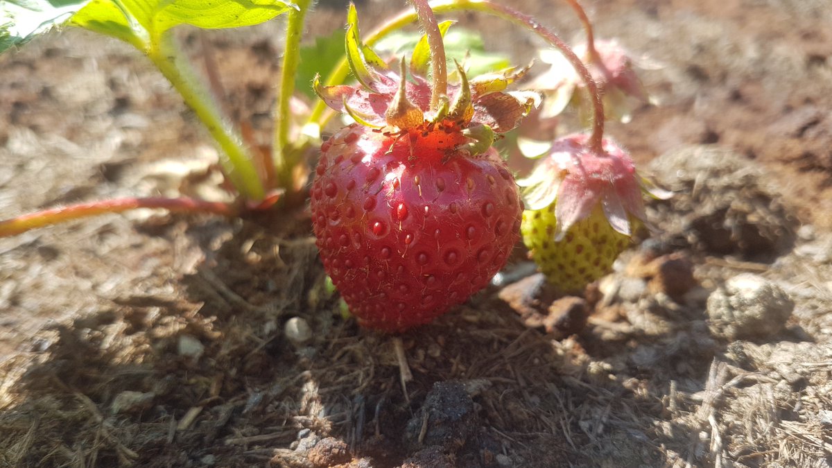 AndyMac86's tweet photo. Over the past few weeks my students have been developing a sustainable garden after researching the carbon footprint of plants.

Students programmed a robot to reuse rainwater to water the plants take photos of plant growth and take soil readings before linking it to solar panels https://t.co/59qKi6LHzu