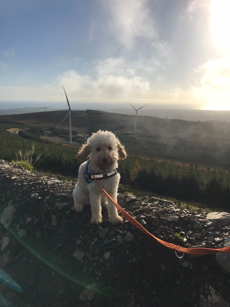 Wind Energy Ireland tweet media