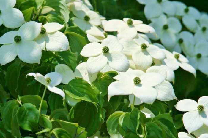 花 友情 は瞬間が 咲かせる花であり そして 時間が実らせる 果実である コッツェブー ドイツの劇作家 1761年 1819年 今日の誕生花 ヤマボウシ 花言葉 友情 4時 ﾅｴ