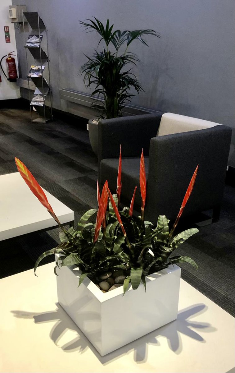 Adding a bit of colour to your office planting doesn’t need to be difficult 👌🏻🪴🌹🌺🌸 #urbanplanters #valueofplants #colourful #officeplanting #biophilicdesign #biophilia #reception #welcome #wellbeing #health #greenery