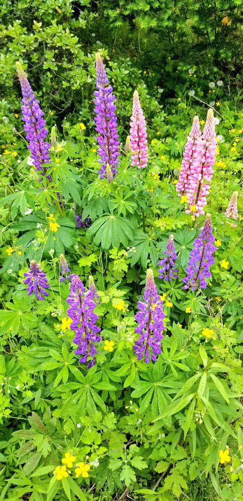 ノボリフジ Twitter Search