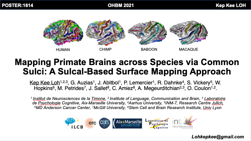 kepkeeloh's tweet photo. Poster + Video ✅ Looking forward to your questions and suggestions on our poster with @olivecoulon @AdrienMeguerdi1 @AuziasGuillaume + other amazing colleagues !🦧: 

1614 - Mapping primate brains across species via common sulci: A sulcal-based surface mapping approach #OHBM2021 https://t.co/ha8BY8b7fz