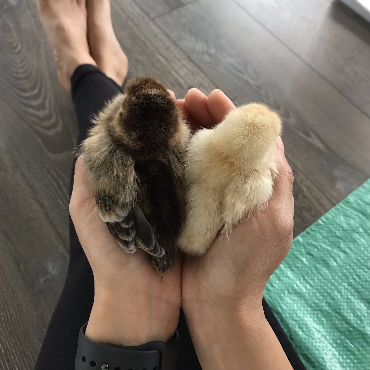 Jennifer Wong (@jenntangwong) on Twitter photo A tearful goodbye to our chicks but we are grateful for the time spent watching them grow & learning about love, care & compassion. Thank you <a href="/eggUcation/">eggUcation</a> & <a href="/njwblackburn/">Nathan Blackburn</a> for this amazing learning experience! <a href="/HollyburnSchool/">Hollyburn Elementary School</a> #westvaned A tearful goodbye to our chicks but we are grateful for the time spent watching them grow & learning about love, care & compassion. Thank you <a href="/eggUcation/">eggUcation</a> & <a href="/njwblackburn/">Nathan Blackburn</a> for this amazing learning experience! <a href="/HollyburnSchool/">Hollyburn Elementary School</a> #westvaned