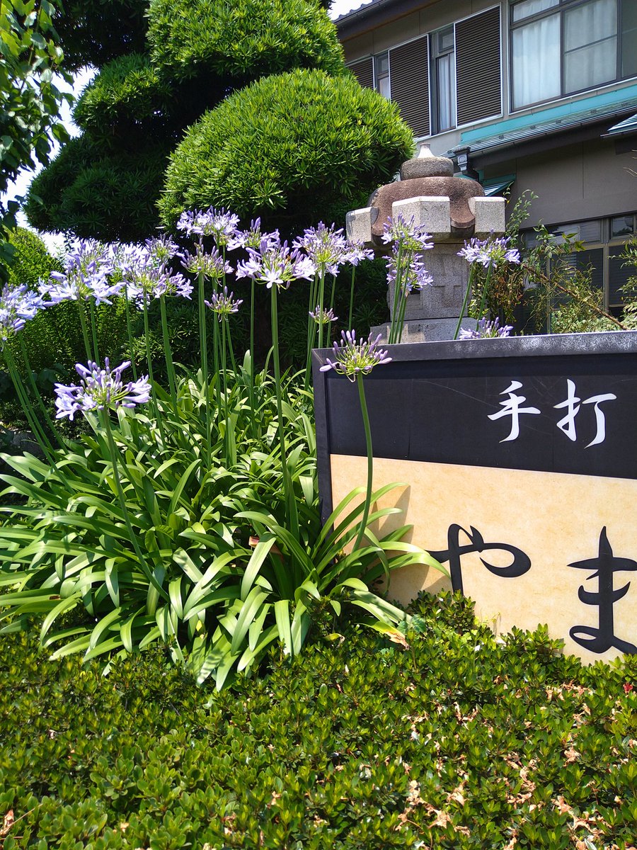 yamabiko1208's tweet image. アガパンサス、開花です。
今日も平日３時までの営業ですが…よろしくおねがいします。コロナ禍で営業時間ご迷惑をおかけしてますが…どうぞ宜しくお願い致します。＃新型コロナウイルス　＃感染防止対策　＃ターンドケイ　＃光触媒　＃光触媒電球　＃業務用換気扇７機　＃大型２００Ｖ換気扇　＃鴨