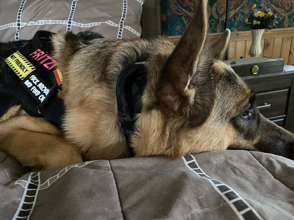 melaniemay79's tweet photo. She announces her presence and comes with warning labels. She takes her job (protection) very seriously. #GermanShepherd @Tactipup #safestkidsontheblock #gsd #dogsoftwitter #tactipup #readytoroll https://t.co/5QI22PmWkl