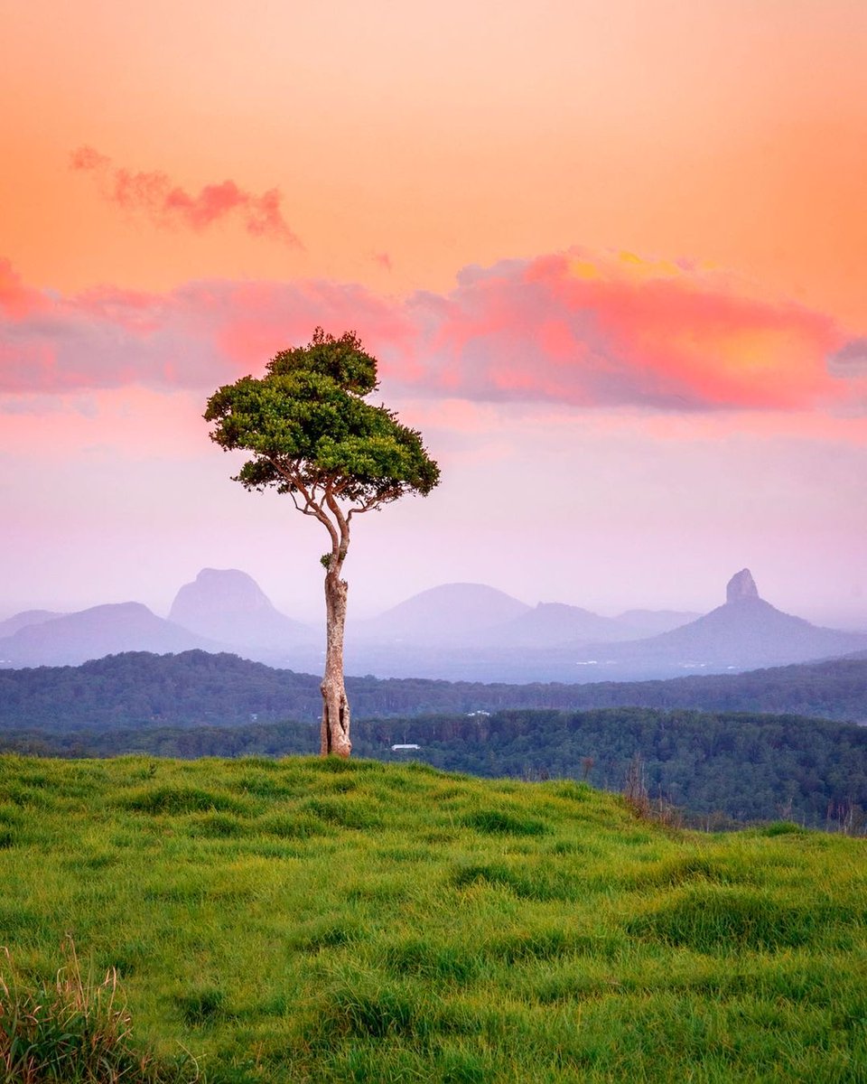 sunshinecoastoz's tweet photo. Hey, @HinterlandTour, winter is looking good on you! 😍 What does winter look like where you live? #sunshinecoastforreal 
Please note- One Tree Hill is located on private property. 
#visitsunshinecoast by @taylu.media https://t.co/FW3hit4HCh