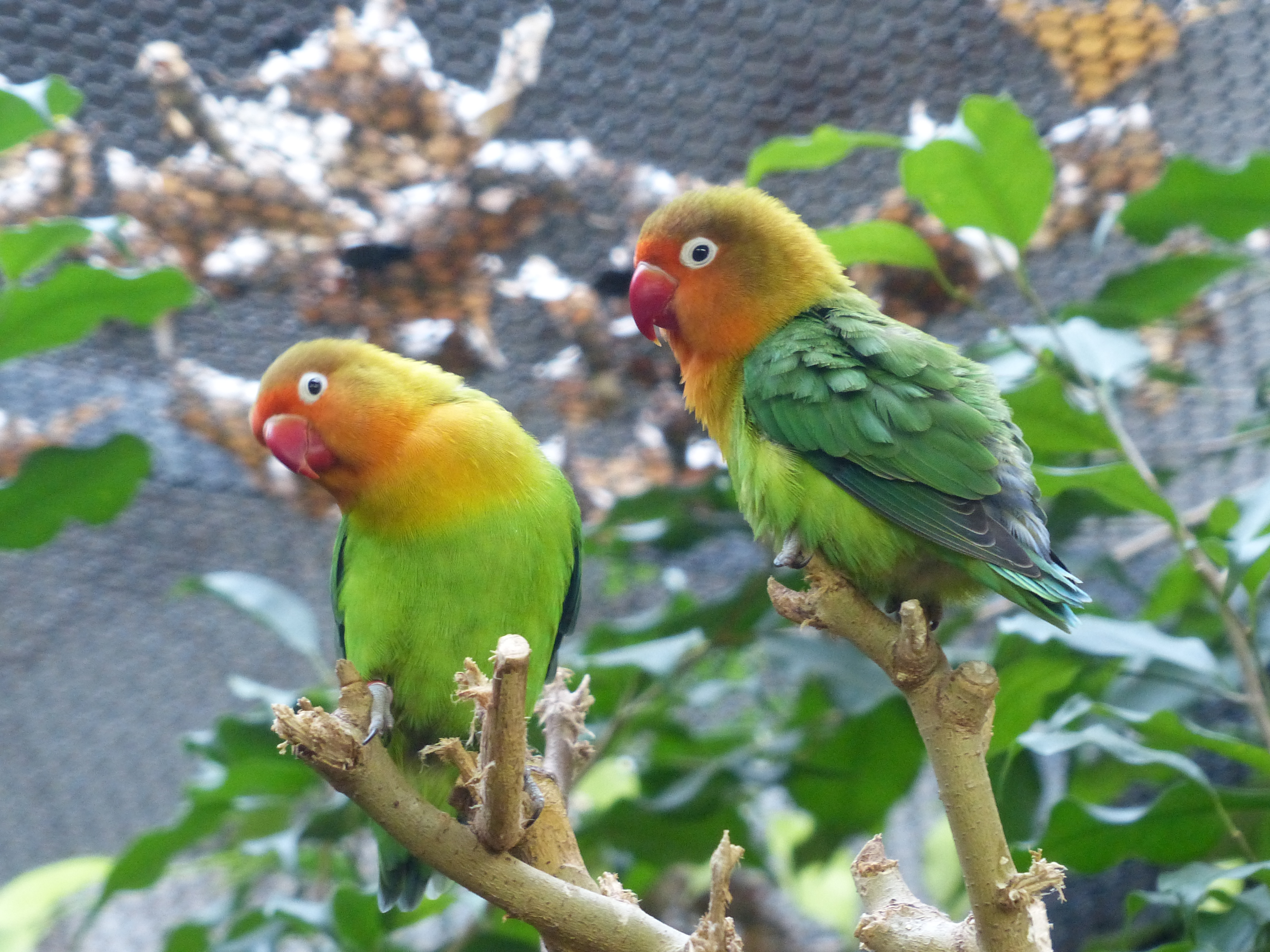 上野動物園 公式 同じくバードハウスの２階にいるルリゴシボタンインコ ラブバード とも呼ばれるほどつがいの仲が良い種類です １０羽以上いる中からどの2羽がつがいなのか行動を観察するとおもしろいですよ 現在バードハウス２階は動物の健康