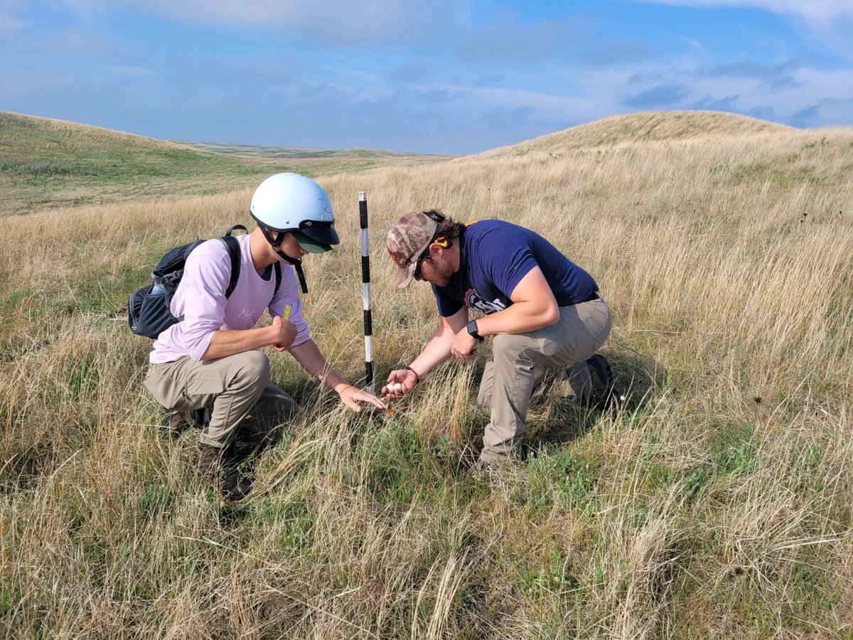 RealDuckTails's tweet image. We are at halfway point for #nestsearching this summer! Despite the #drought conditions we have a CURRENT TOTAL OF 177 NESTS!

 #chaindragging #ducknests #grasslands #eggs