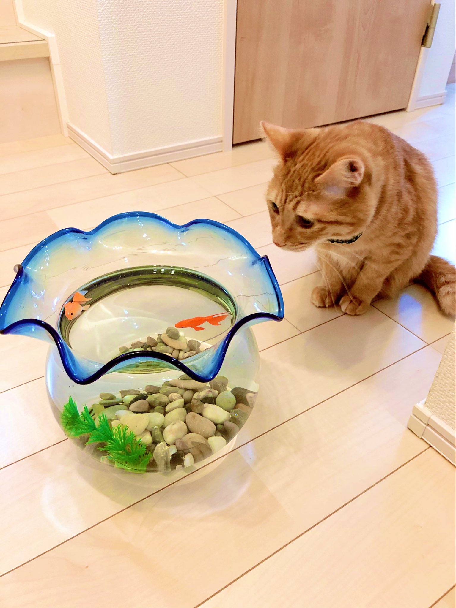 ひとみん どうにもこうにも金魚 偽物 が気になるちゃーちゃ先生 笑