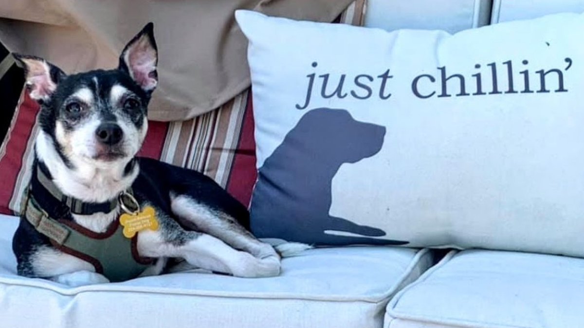 ReachRescueInc's tweet photo. #HappyFriday from #FosterDog Buddy!

This #adoptable dude is just chillin' out for the afternoon, but he'd be much more comfortable if he could find a forever home!

Read more or #ApplyToAdopt at https://t.co/hqPGPAXqSf

#FosterDogFriday #FeelGoodFriday #AdoptReachRescue https://t.co/8Ghyj0rJDt