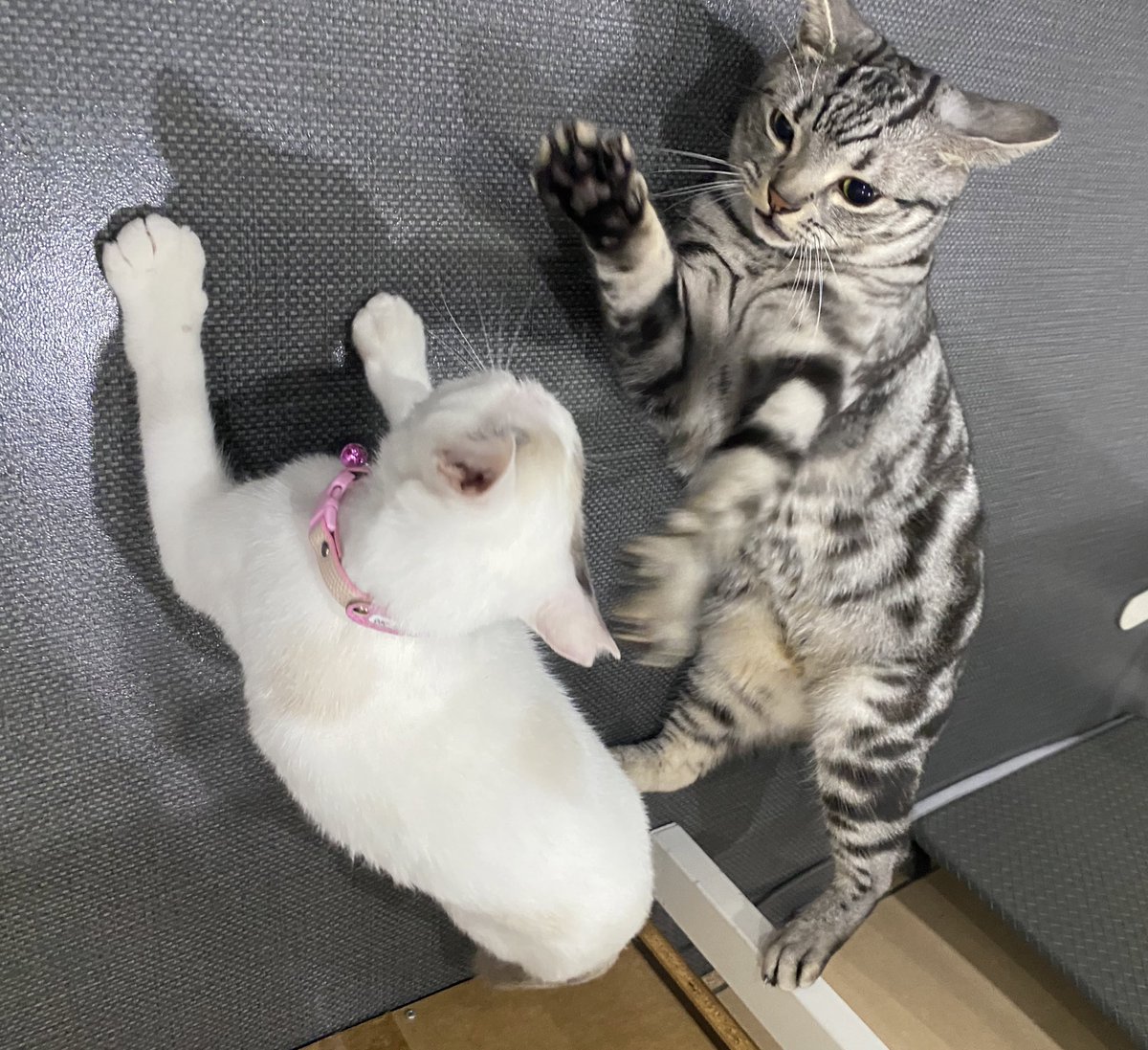 共働き
