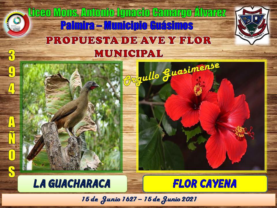 #CulturaYTradicion #Táchira El sector educativo del Municipio Guásimos, presenta las propuestas para Símbolos Naturales del Municipio ✨por los 394 Años de la Fundación del Pueblo de Guásimos 🌳Parte 3