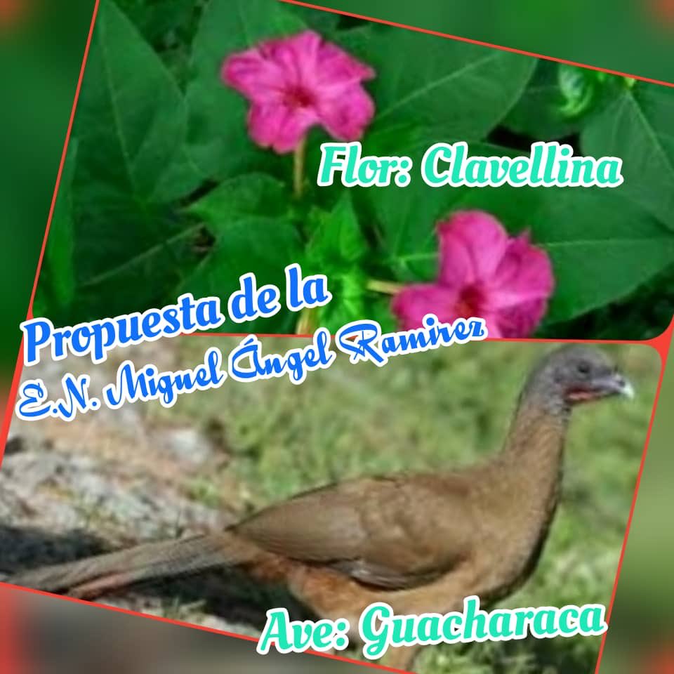 #CulturaYTradicion #Táchira El sector educativo del Municipio Guásimos, presenta las propuestas para Símbolos Naturales del Municipio ✨por los 394 Años de la Fundación del Pueblo de Guásimos 🌳Parte 2