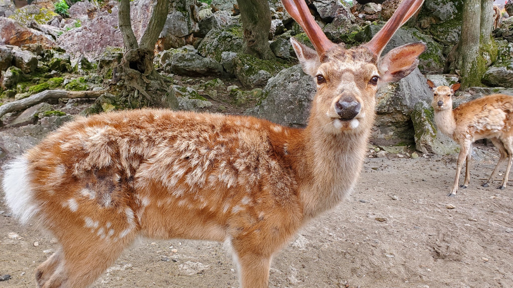 エゾシカ 蝦夷鹿 毛皮敷物 キャンプ ブッシュクラフト アウトドア