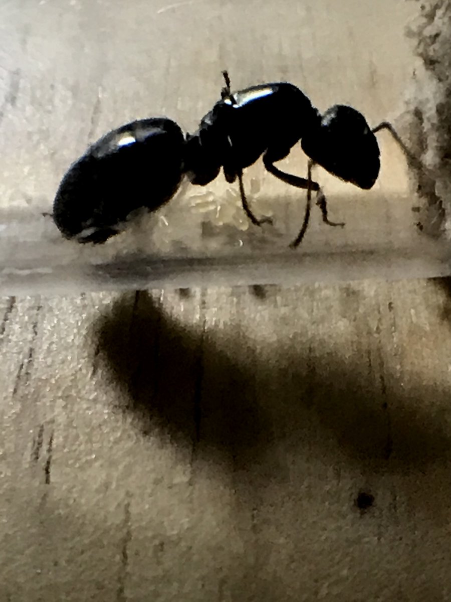 uthonian's tweet photo. ((One of the first #ant queens I caught this season has already laid eggs! Now to put her in a nice, warm, environment to speed gestation.)) #Ecology https://t.co/F5PzjoAxkP