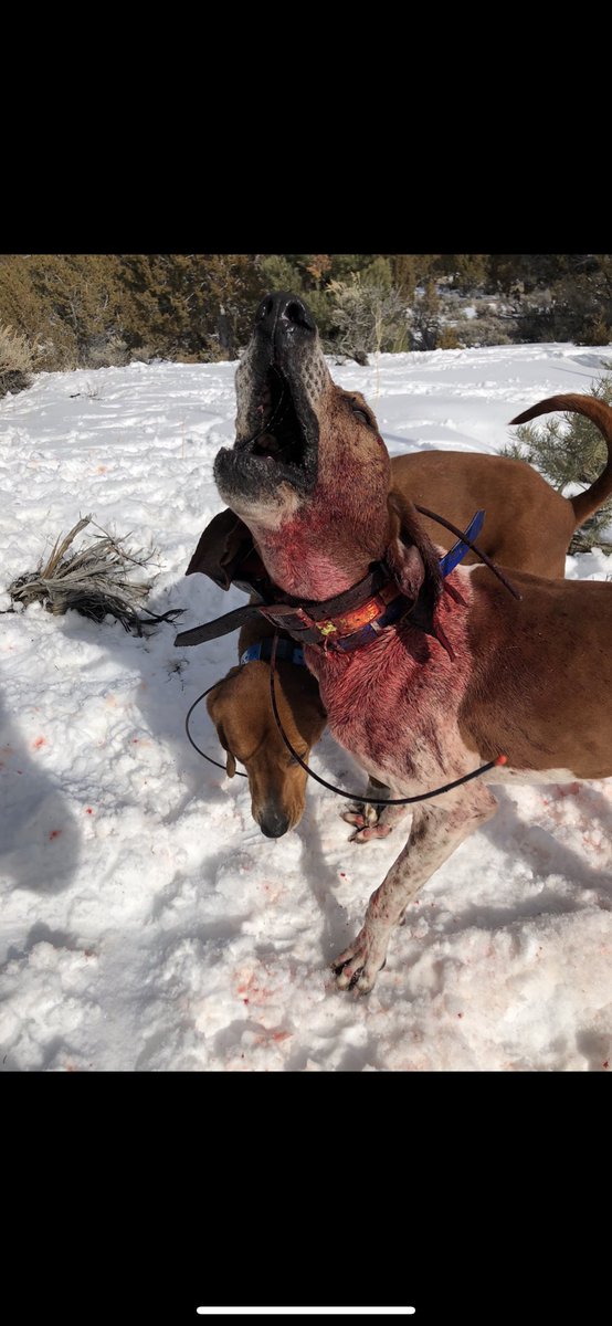 “There’s 100 ways to kill a hound and the hound knows 99 of them”