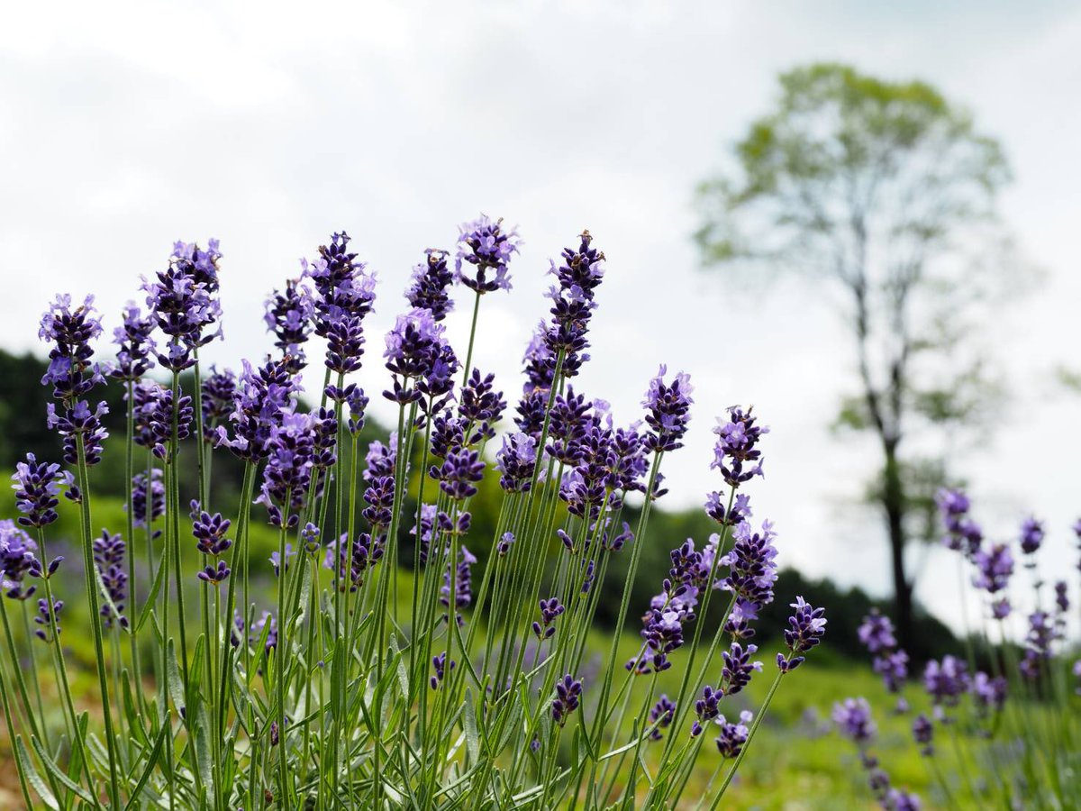 ラベンダーパーク多可 公式 Lavender Taka Twitter