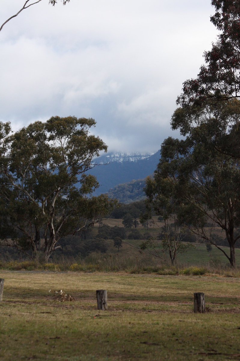 wapple15's tweet image. Because everyone enjoyed last week’s #ThickTrunkTuesday post &amp;amp; I was driving past the same spot last Friday…added bonus of snow in the mountains behind. #EucBeaut 
❄️ #SnowGood #UpperHunterValley