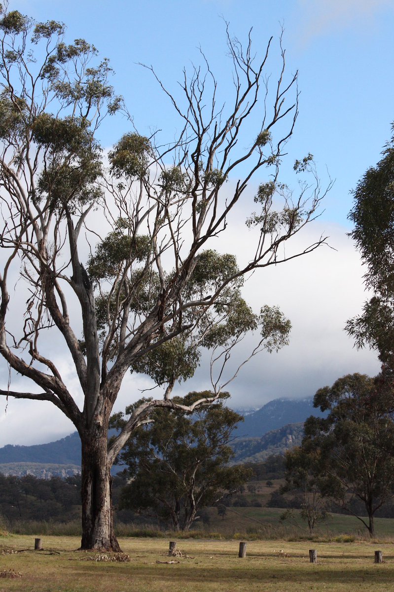 wapple15's tweet image. Because everyone enjoyed last week’s #ThickTrunkTuesday post &amp;amp; I was driving past the same spot last Friday…added bonus of snow in the mountains behind. #EucBeaut 
❄️ #SnowGood #UpperHunterValley