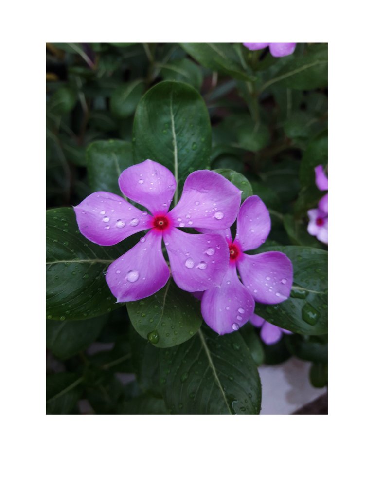 nahar_lira's tweet photo. 🌸🌼🥀 https://t.co/828GGqLexl