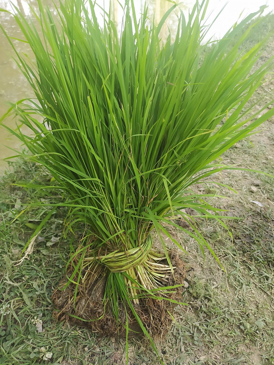 Aamirmeer114's tweet image. Yeth chhe wanan #Thejjh_Toul.
#Kashmiri_Paddyfield #CommonName #Rice
#Oryza_Sativa #Botanical_Name
