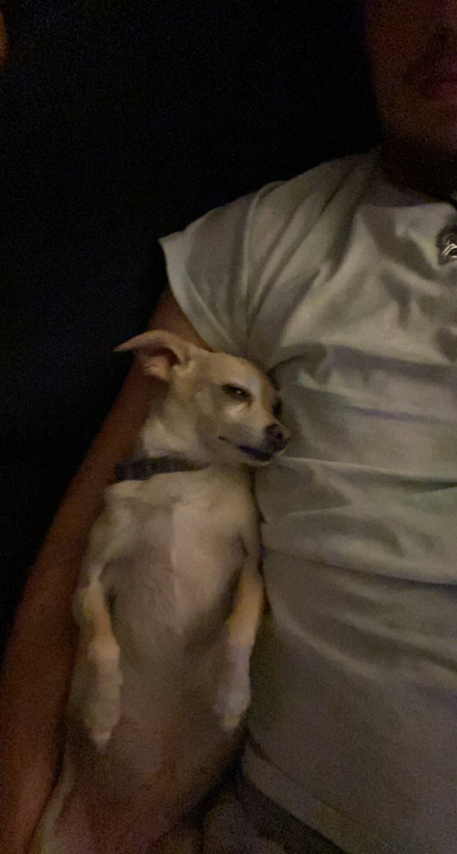 This dog's ability to get comfy in human positions still amazes me