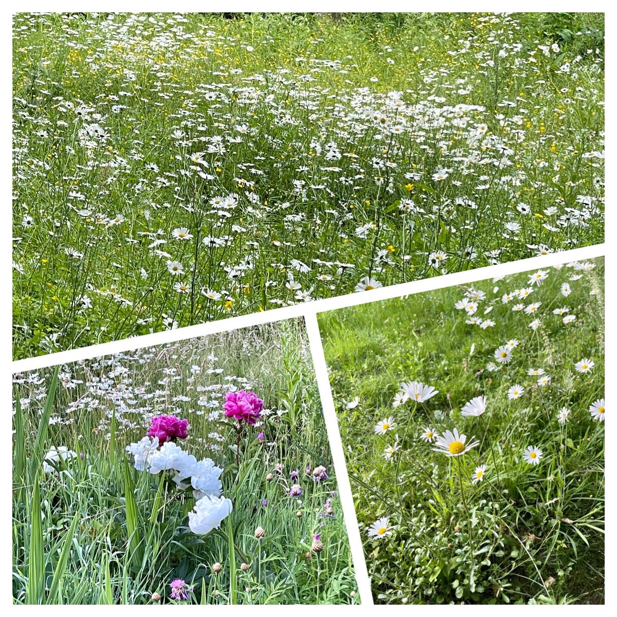 mercotte's tweet photo. Les champs de marguerites du matin à la fraîche mais pas que  #marchematinale #chateaudegroussay #montfortlamaury #tournage #lmp10 #m6 #bbcstudios #kitchenfactory https://t.co/MWPBDUnaSD