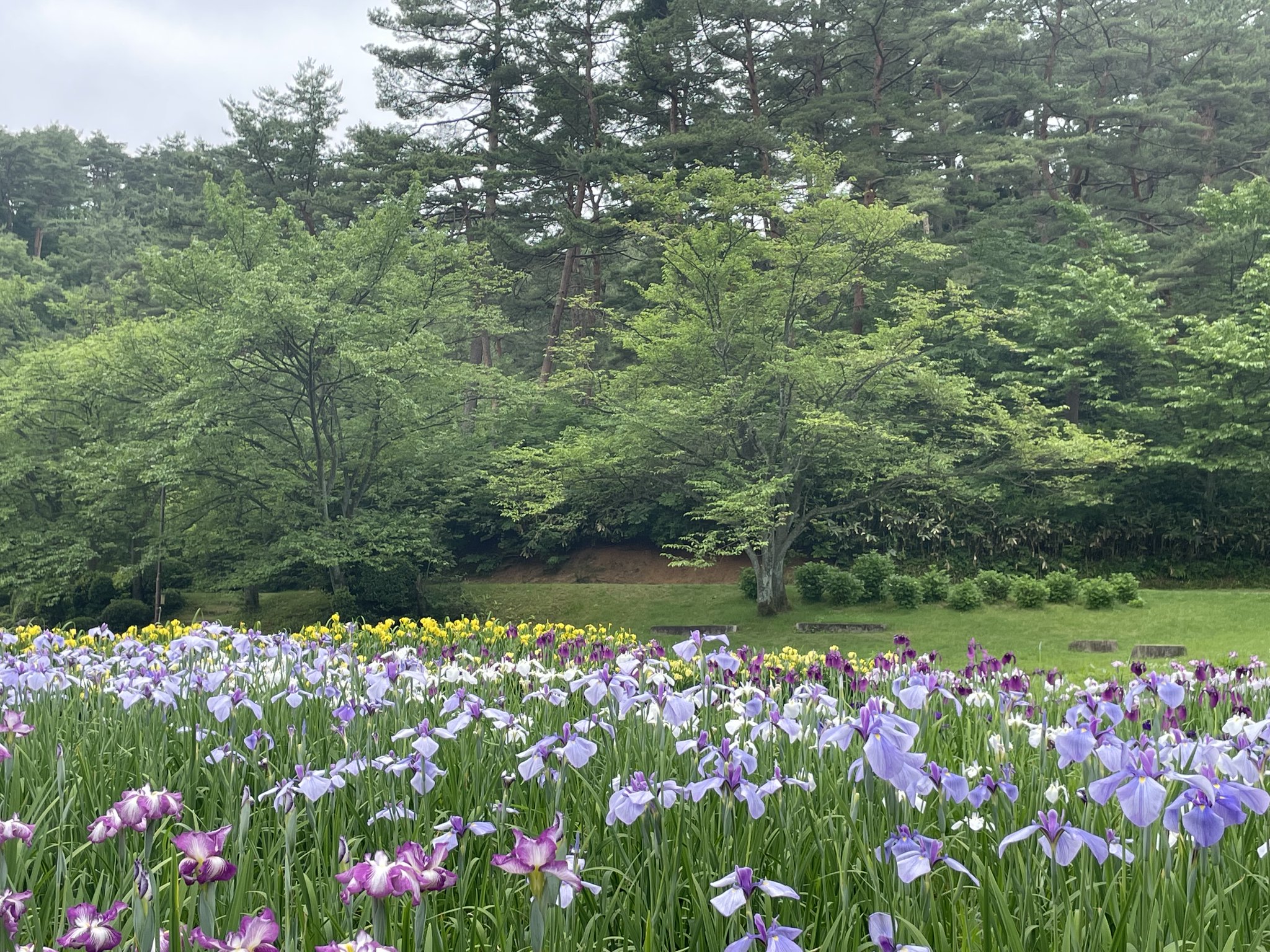 一社 新発田市観光協会 速報 五十公野 いじみの 公園のあやめ園 開花状況が5割を突破しました やはり 今週末には満開を迎えそうです W ゞ T Co Gmk0c1fknh Twitter