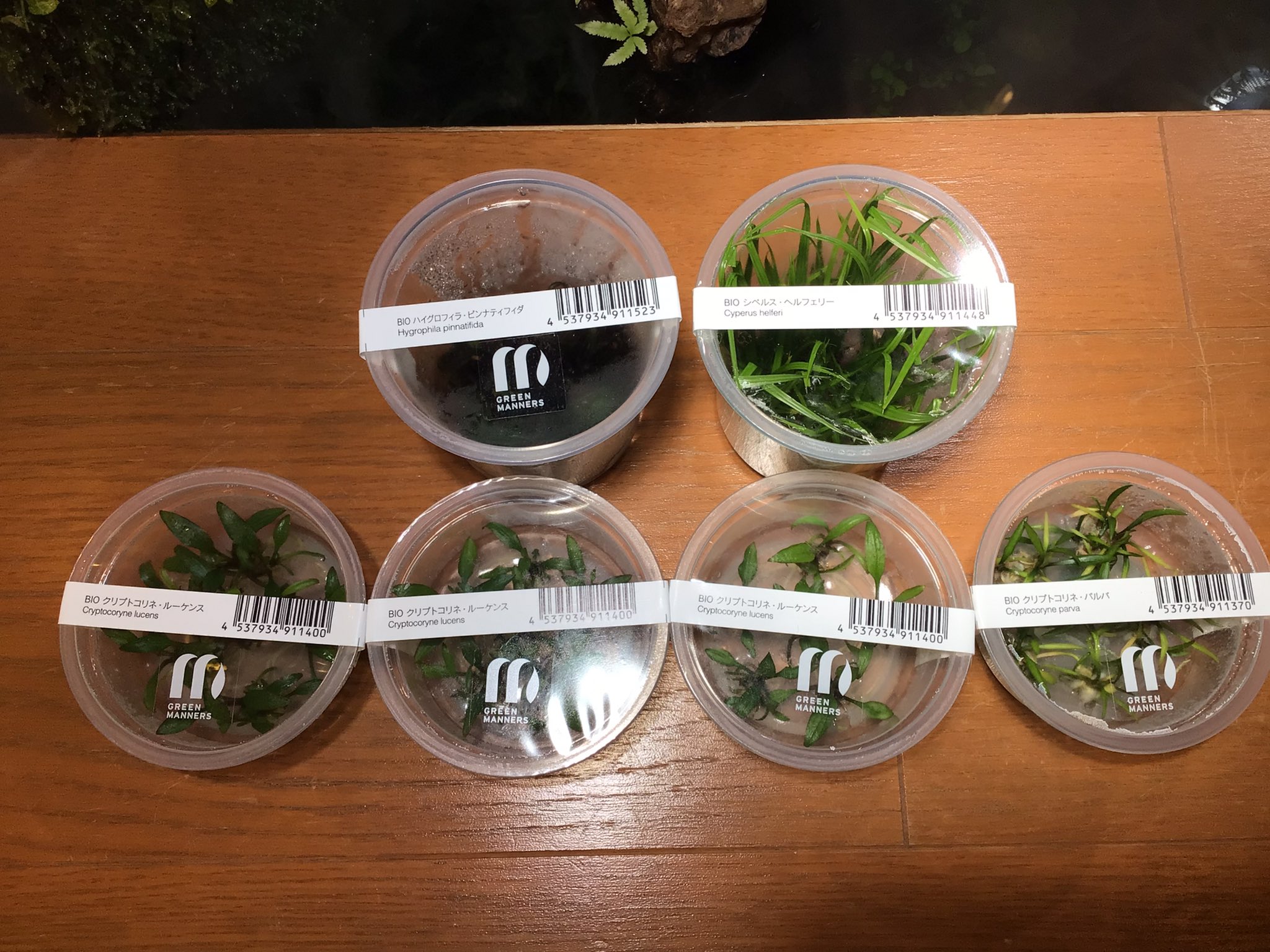 Aquarium Shop Earth みずくさの森入荷しました ピンナティ シペルス ルーケンスとパルバです 本日は定休日です 明日以降のご来店お待ちしております T Co Egzrjgz6nm Twitter