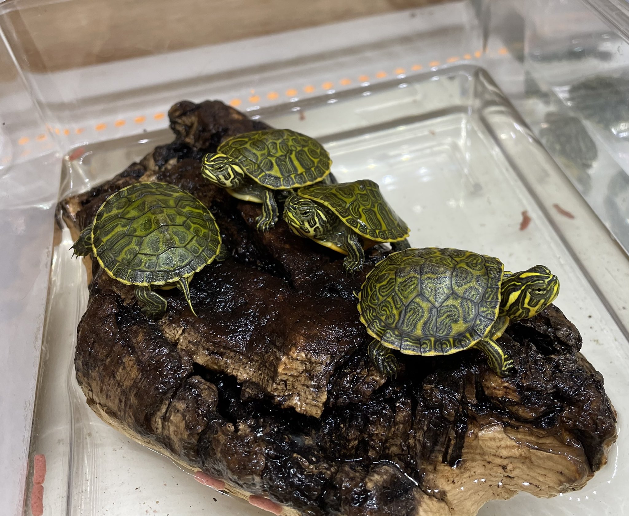 爬虫類倶楽部 中野店 本アカウント ミズガメ新着ご紹介 フロリダレッドベリー キバラガメ その他にトウブニシキガメやタバスコクジャクガメなんかも T Co Gthgkqwzd7 Twitter