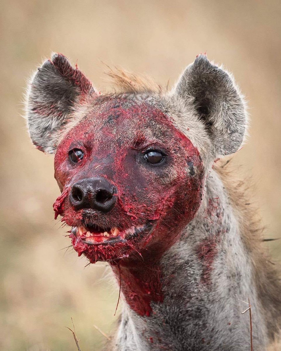 <a href="/Bayartail/">Bat</a> Эмийн бизнес эрхлэгчид бол хүний өвчин зовлон дээр зоолсон хогийн шаарнууд л даа.