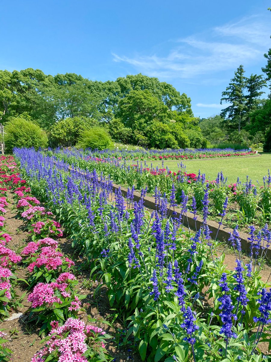ট ইট র 日比谷花壇大船フラワーセンター 公式 花壇のお花が元気に咲いています 天気の良い日はブルーサルビアと青空がマッチして涼しげです ブルーサルビア ペンタス ট ইট র 日比谷花壇大船フラワーセンター 公式 花壇のお花が元気に咲いています 天気の良い日はブルーサルビアと青空がマッチして涼しげです ブルーサルビア ペンタス