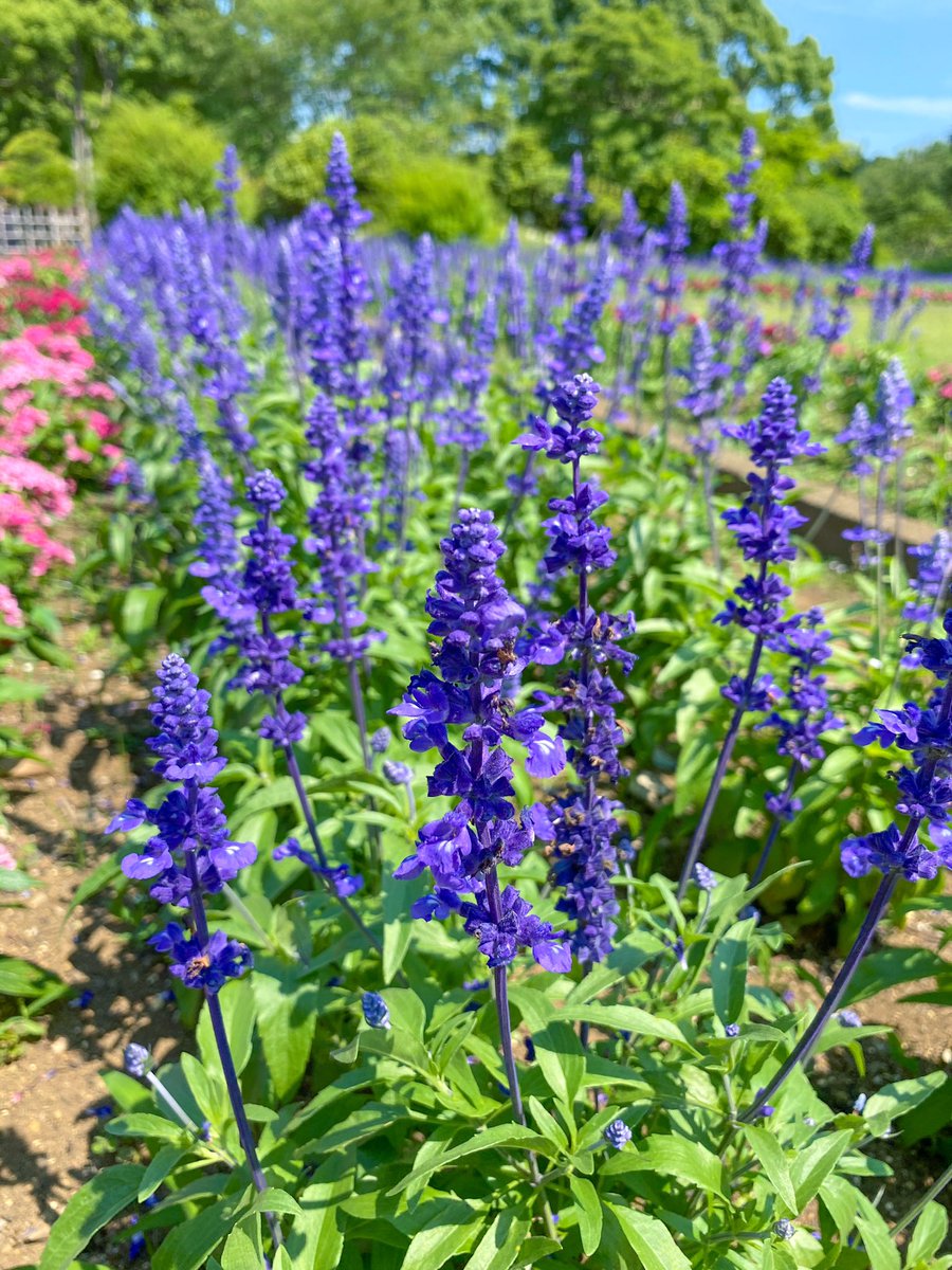 ট ইট র 日比谷花壇大船フラワーセンター 公式 花壇のお花が元気に咲いています 天気の良い日はブルーサルビアと青空がマッチして涼しげです ブルーサルビア ペンタス ট ইট র 日比谷花壇大船フラワーセンター 公式 花壇のお花が元気に咲いています 天気の良い日はブルーサルビアと青空がマッチして涼しげです ブルーサルビア ペンタス