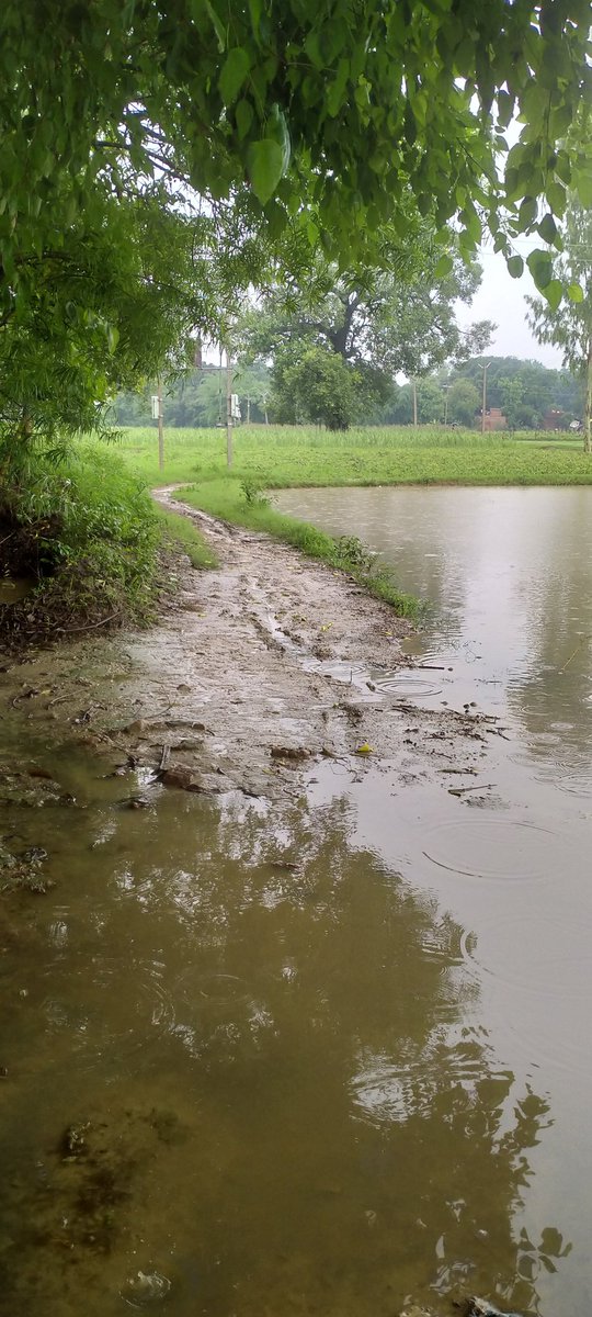 Ranjeet13649958's tweet photo. ये रास्ते ध्यान से देखिए,ये दुर्गम रास्ते पूर्वमाध्यमिक विद्यालय पड़रा बछरामपुर, बीकापुर, अयोध्या (यूपी) के हैं, इतना ही नहीं इसी मार्ग से होकर कम से कम 5 से 6 गांवों के भी लोग आते जाते हैं!श्रीराम भगवान की पावन भूमि के क्षेत्र का यह हाल है! 
@narendramodi
@myogiadityanath https://t.co/Ln25Rj04ri