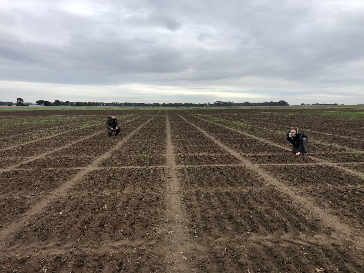 Annieka Paridaen (@aparidaen) on Twitter photo Premier Ag herbicide matrix at <a href="/SouthernFS/">Southern Farming Systems</a> Agrifocus site, Inverleigh. Checking out crop effect IBS, PSPE and EPE on a range of new and old products across all crop and pasture species <a href="/fry_anna32/">Anna Hose</a> <a href="/BenDumesny/">Ben Dumesny</a> Premier Ag herbicide matrix at <a href="/SouthernFS/">Southern Farming Systems</a> Agrifocus site, Inverleigh. Checking out crop effect IBS, PSPE and EPE on a range of new and old products across all crop and pasture species <a href="/fry_anna32/">Anna Hose</a> <a href="/BenDumesny/">Ben Dumesny</a>