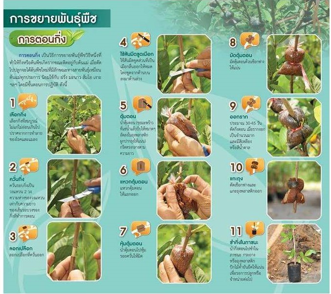 DOAE_NEXT's tweet photo. การขยายพันธุ์พืช🌿🍊🌳#กรมส่งเสริมการเกษตร #ศูนย์วิทยบริการเพื่อส่งเสริมการเกษตร #ขยายพันธุ์พืช #ตอนกิ่ง #ทาบกิ่ง https://t.co/ZlyRmHyDnb