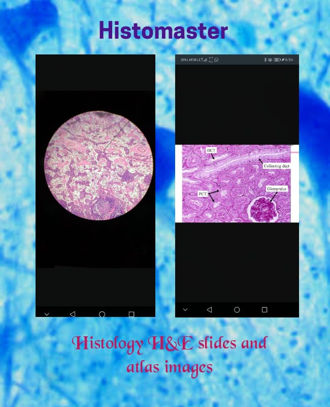 WolfrumQMC's tweet photo. #histology #anatomy #histologyslides #wolfrum https://t.co/GUcQG9d6El