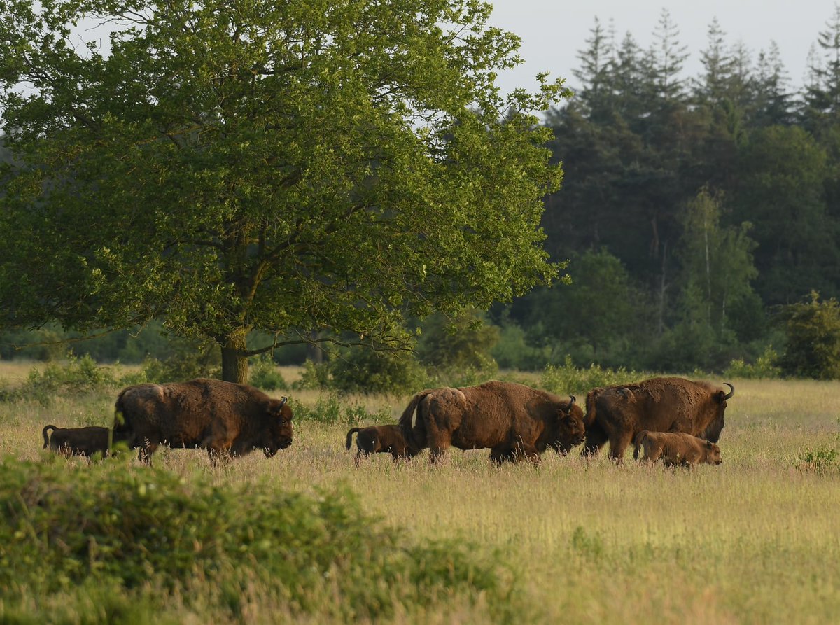 Arjen Boerman tweet media