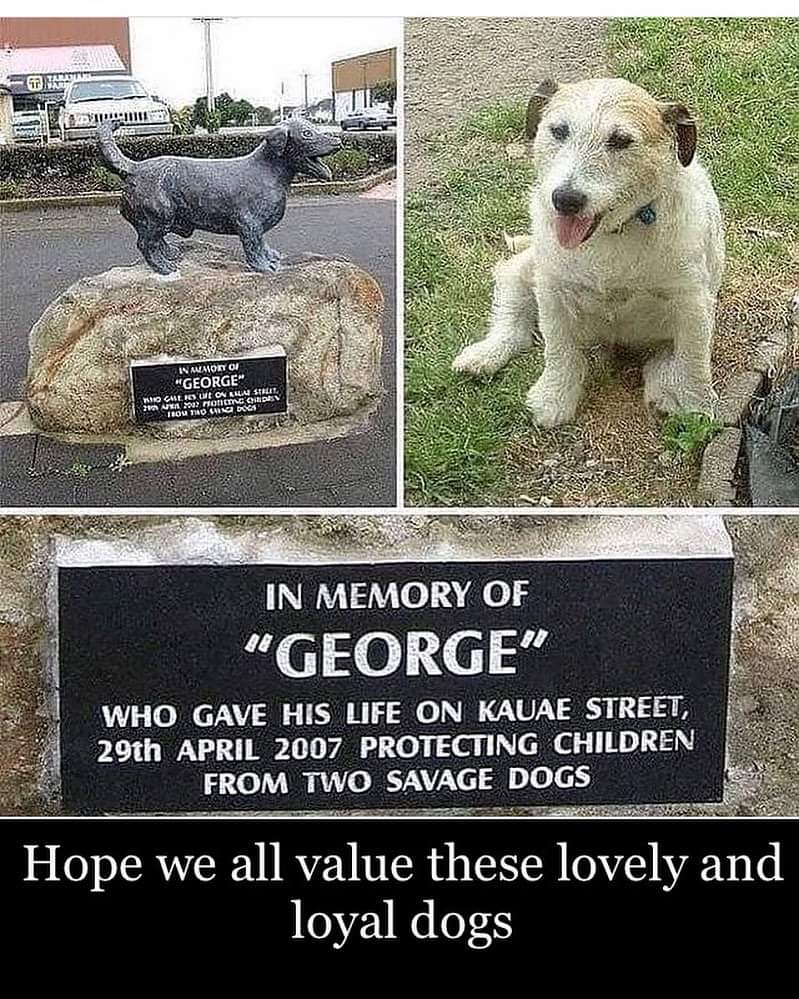 AnimalSonipat's tweet photo. Hope we all value these lovely and loyal dog ❤️
.
.
#animalrights #animalrescue  #animallovers #rescue #animallover #dogsaversonipat  #dogloversonipat  #saveanimalsonipat  #animalrescuesonipat https://t.co/aAVrKsCHsC