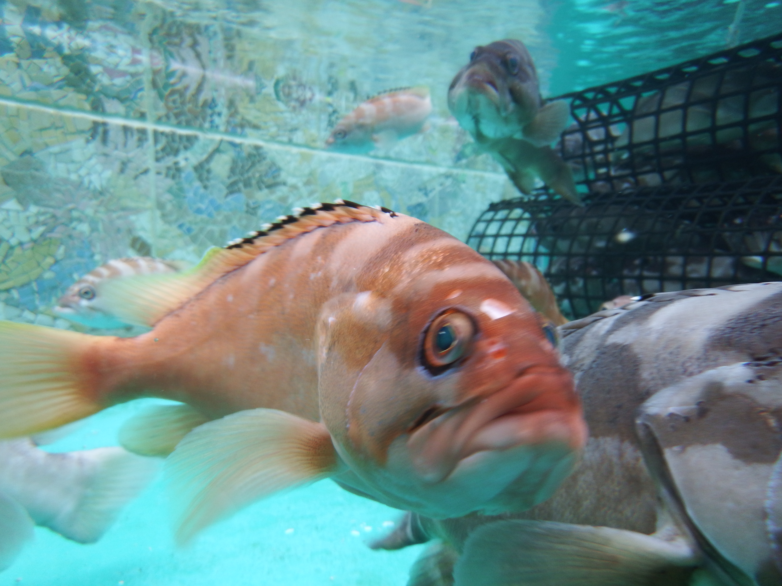 アカバ Twitter Search Twitter