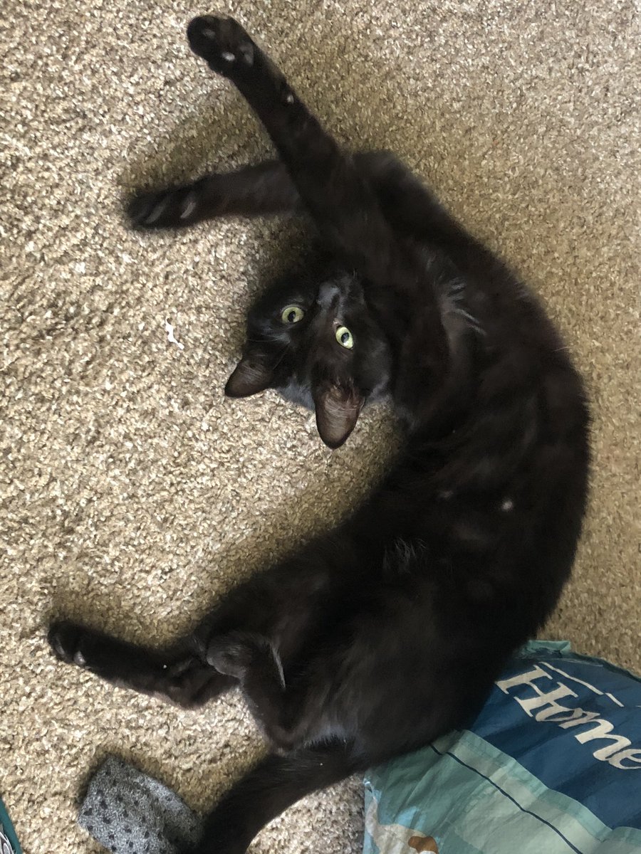 witchdagger tweet media