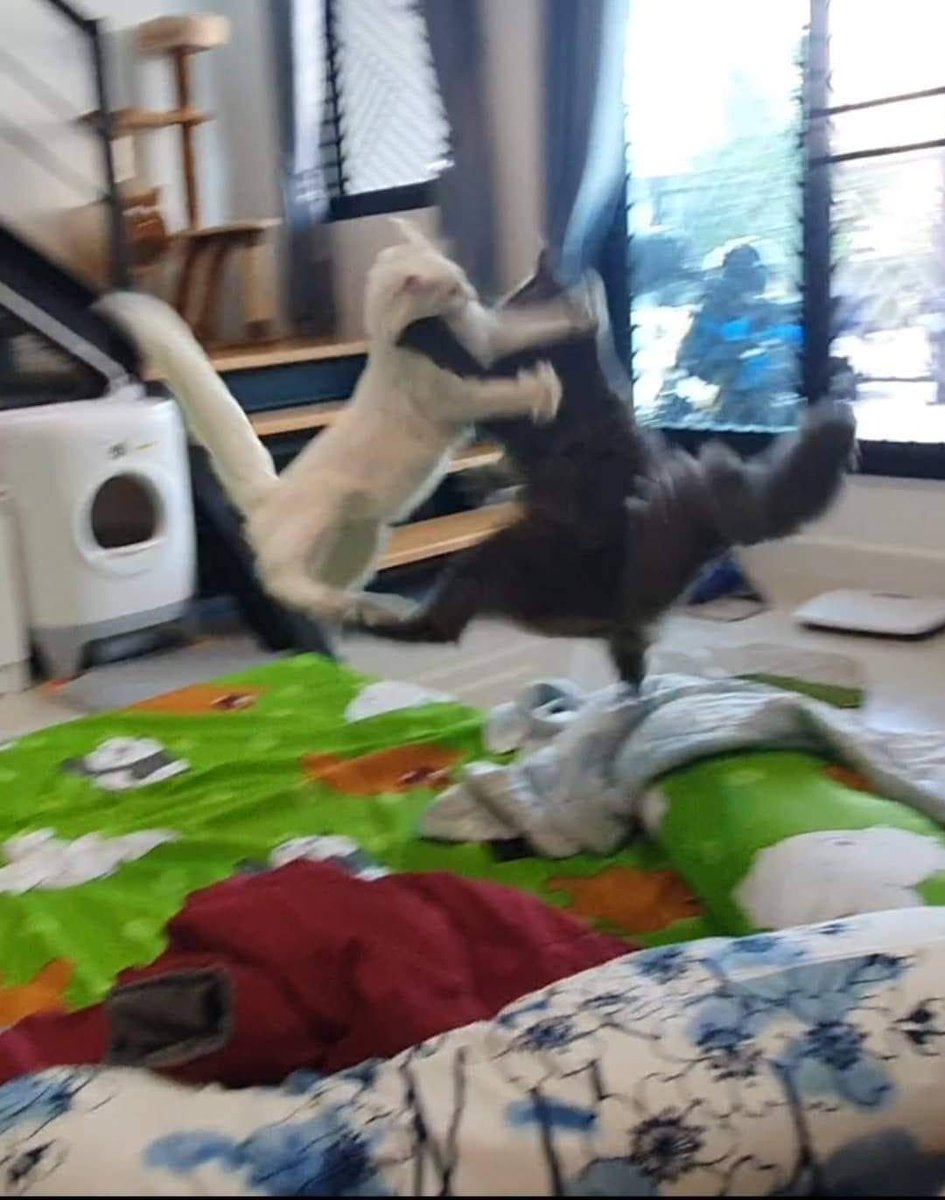 เป็นโรคซึมเศร้า เลยมีคนแนะนำให้เลี้ยงแมว
ตอนนี้หายจากโรคซึมเศร้าแล้ว แต่เป็นโรคประสาทแทน