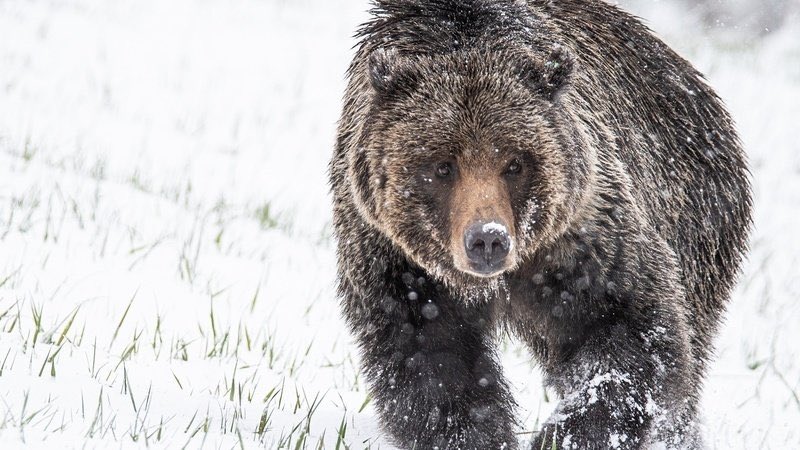 By signing the pledge you’re supporting them, which might stop the USFWS from euthanising them. They haven’t hurt anyone but the USFWS doesn’t care, they’re not in the park &amp; therefore a danger. Please SIGN &amp; RT this petition too. 🙏🏻💚🐻
👇🏻
change.org/p/u-s-fish-and…