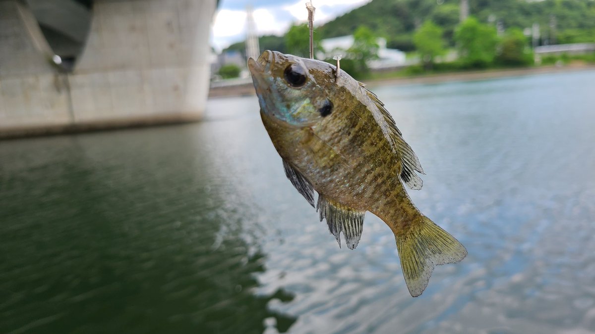 ট ইট র マーシー 獲ったり狩ったり 今日の釣果 ギル匹 ギル釣り超楽しいのにもっと普及していいと思う 写真は泳がせだけど ট ইট র マーシー 獲ったり狩ったり 今日の釣果 ギル匹 ギル釣り超楽しいのにもっと普及していいと思う 写真は泳がせだけど