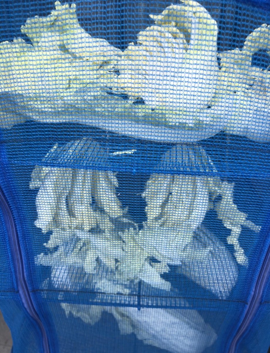 5Chiao's tweet photo. キムチんの作り方
👀→画像を注視してネ

白菜大1玉を2等分にし洗って水気を
キッチンペーパーで拭取る
2等分を更に3等分にする
👀芯のところはカットしておく
半日ほど天日干し
回収した白菜に塩を擦り込む
👀1枚ずつ下から2/3ほどでよい https://t.co/7MnQ8H59VE