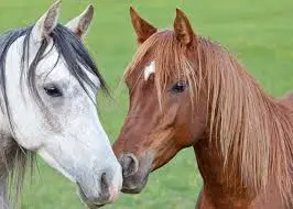 CmMornac16's tweet photo. @TwitLandC @TwitlandC #défi #twitclass my hobbies are drawing and horse-riding. https://t.co/4E426aCen1