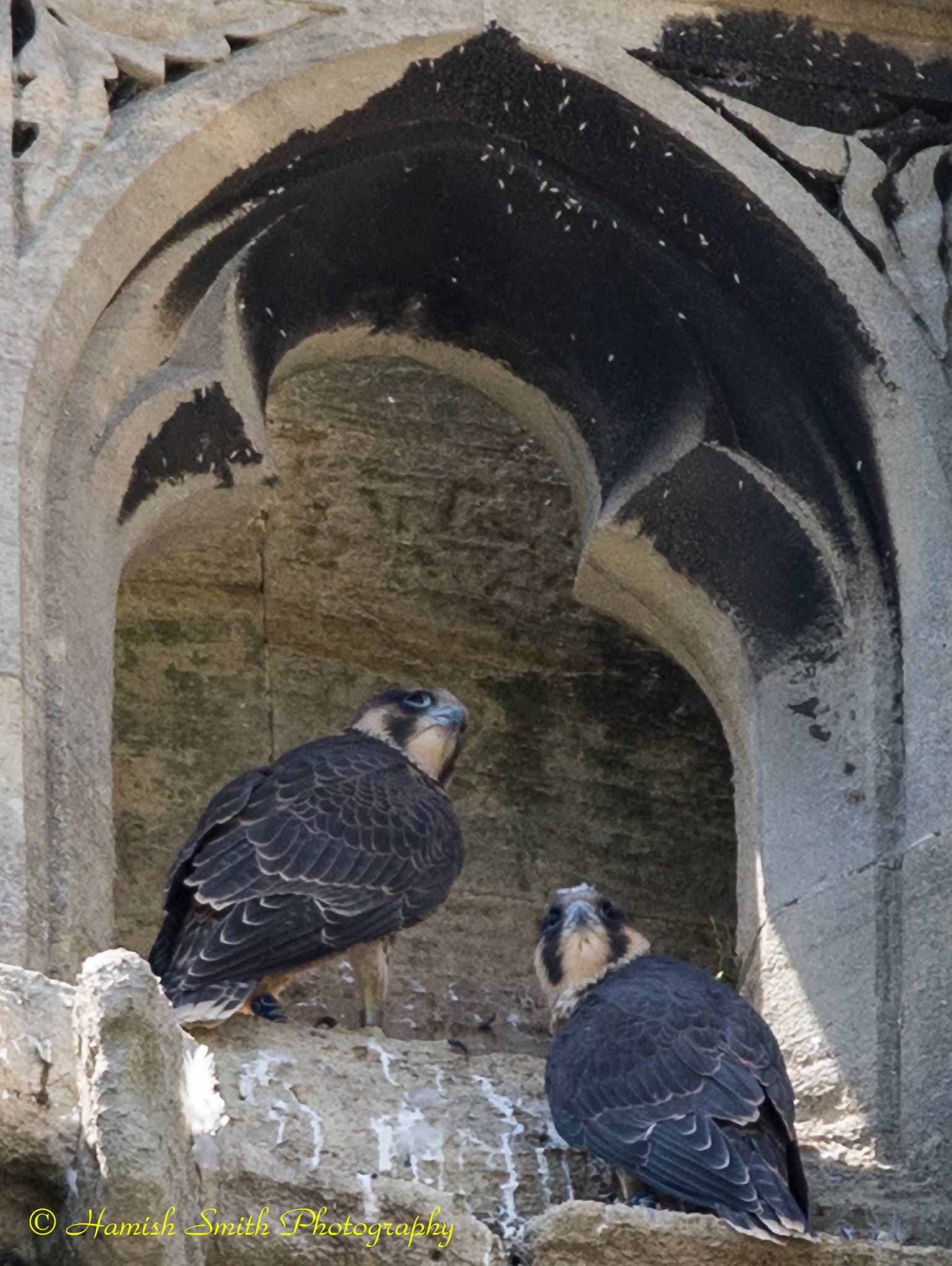 Bath Peregrines on Twitter: ""Visualize the world from a different ...