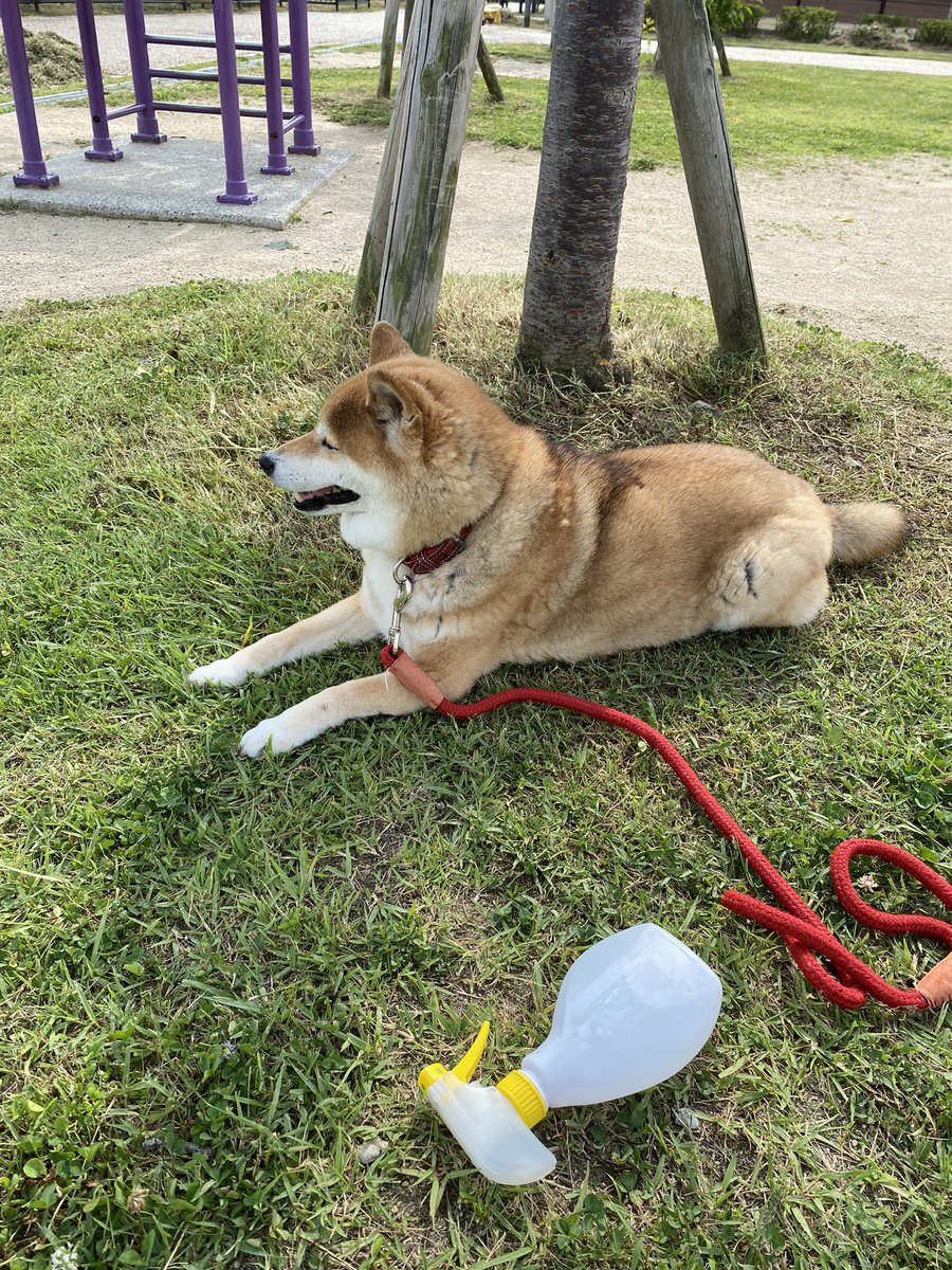 「大豆田とわ子と元三人の夫」はーじまるよん！　今日は最終回。来週からは録画を観ていくからOKね、ちい(^^)