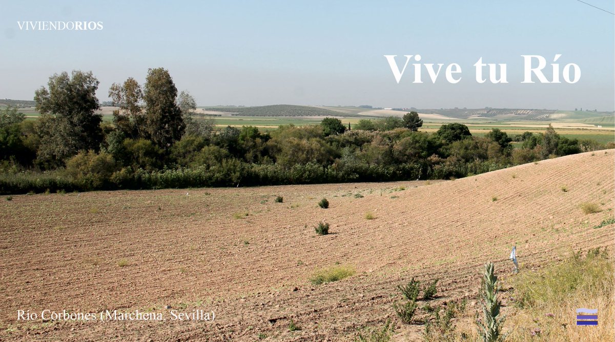 viviendorios's tweet photo. Los ríos se mueren. Una visión retrospectiva del #RíoVivo, el #RíoVivido y la #gestióncultural de los #ecoistemasfluviales: El #Corbones.
#RinconesdelGuadalquivir
@CHGuadalquivir, @DIPUSEVI, #Marchena, #PuebladeCazalla, #Carmona https://t.co/hIXP7Fyshp